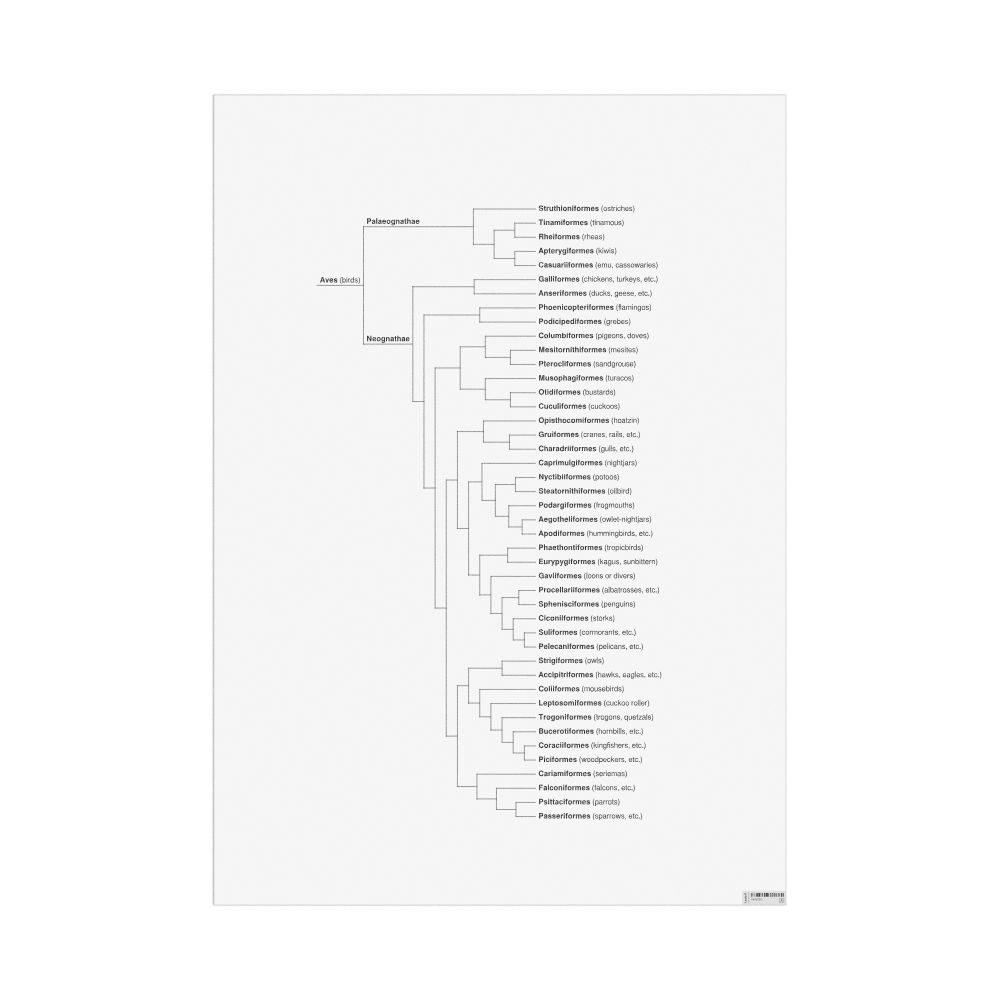 Masleff Birds Evolutionary Tree Poster, image 1 of 1