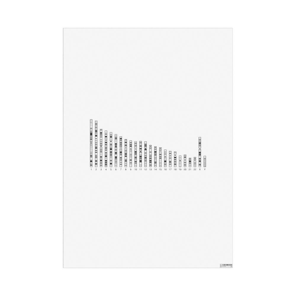 Masleff Human Karyotype Poster, image 1 of 1