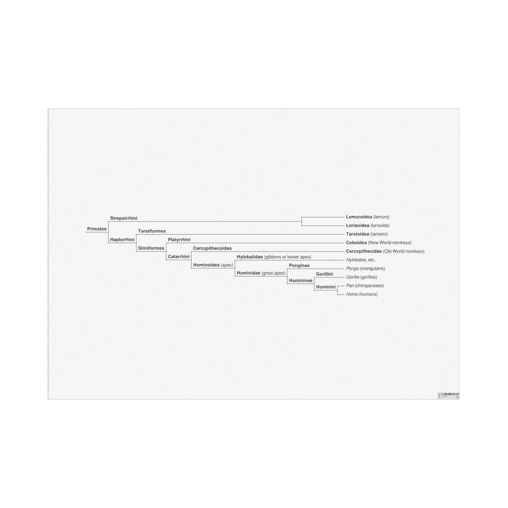 Masleff Primates Evolutionary Tree Poster, image 1 of 1